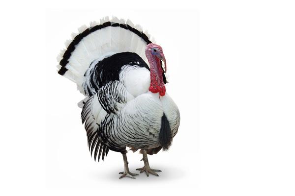 鸟类的视觉能力远超人类想象，神奇的导航能力曾长期让科学家困惑