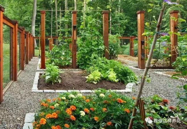 自己在家种菜做美食,家庭如何种菜做菜