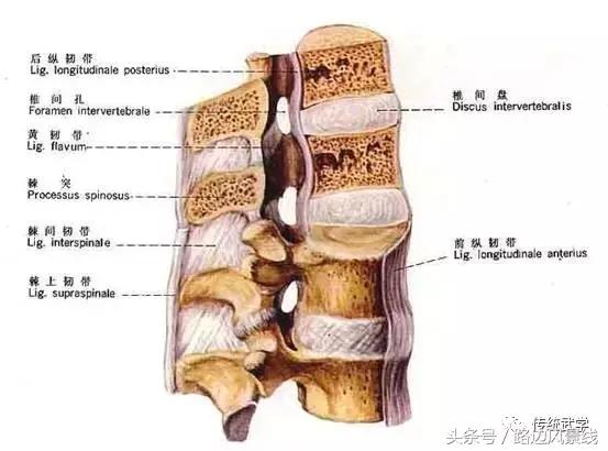 骨架平衡整脊术价目表,骨架平衡手法