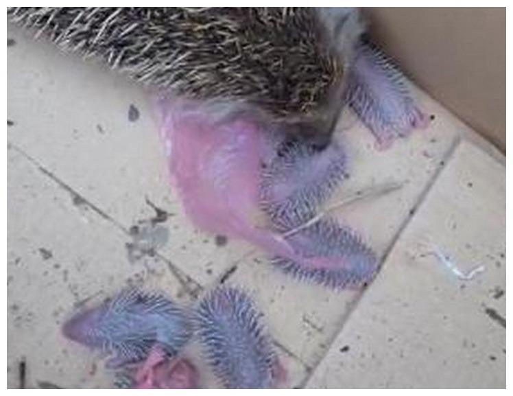 母刺猬生小刺猬,刺猬在家里生了一窝小刺猬全死了