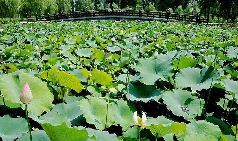 唐山开心岛水上乐园,唐山附近农场亲子乐园