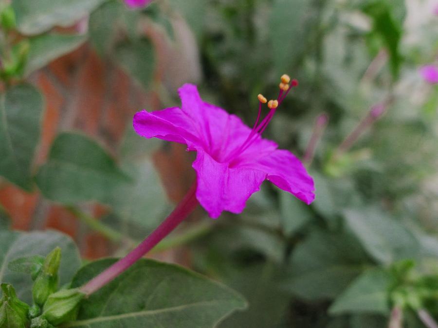 紫花茉莉治急性关节炎损伤接骨