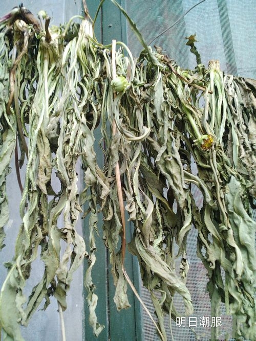 农村创业好项目之（蒲公英）日入1000元