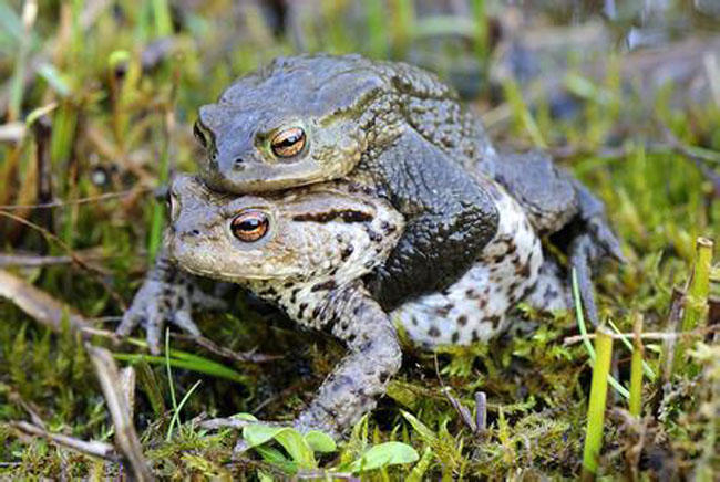 野河钓甲鱼口诀,屎打窝钓鱼效果
