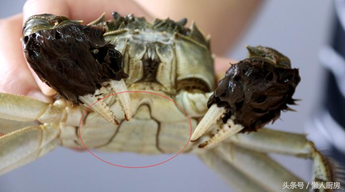 你真的会吃海鲜干货吗,还不知道怎么吃螃蟹手把手教你