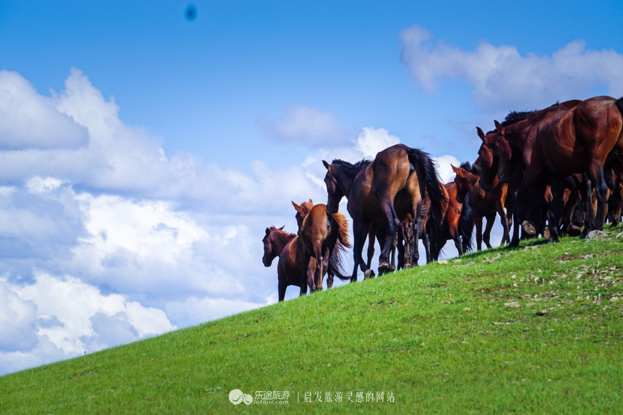 三河马的血统有哪些,三河马是怎么诞生的