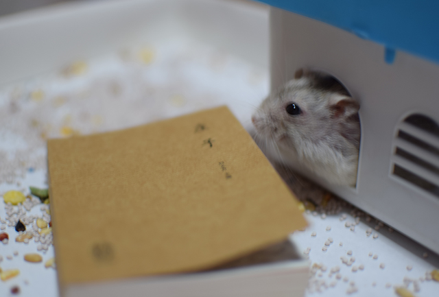 让仓鼠看书？喂食君表示惊呆了~知道后果后，想打给仓鼠书的人