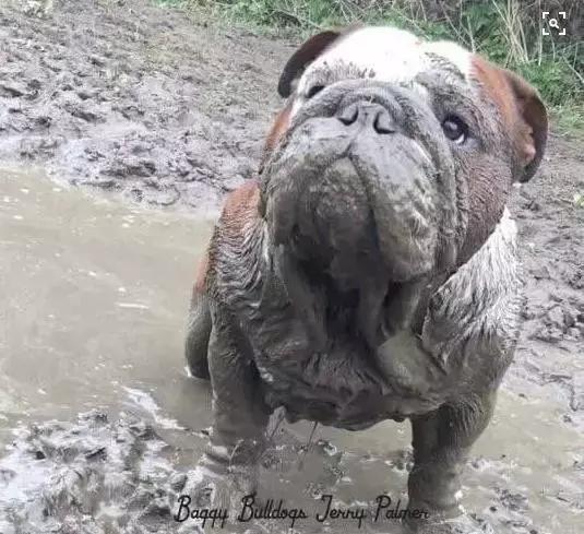 一梦谈狗:英牛那么丑,价格又贵,为什么还有那么多人养?