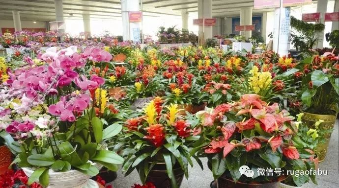 iphonex全新正品,iphonex正式开售时间