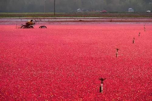 2018加拿大签证新政策是什么样的,2017加拿大签证攻略