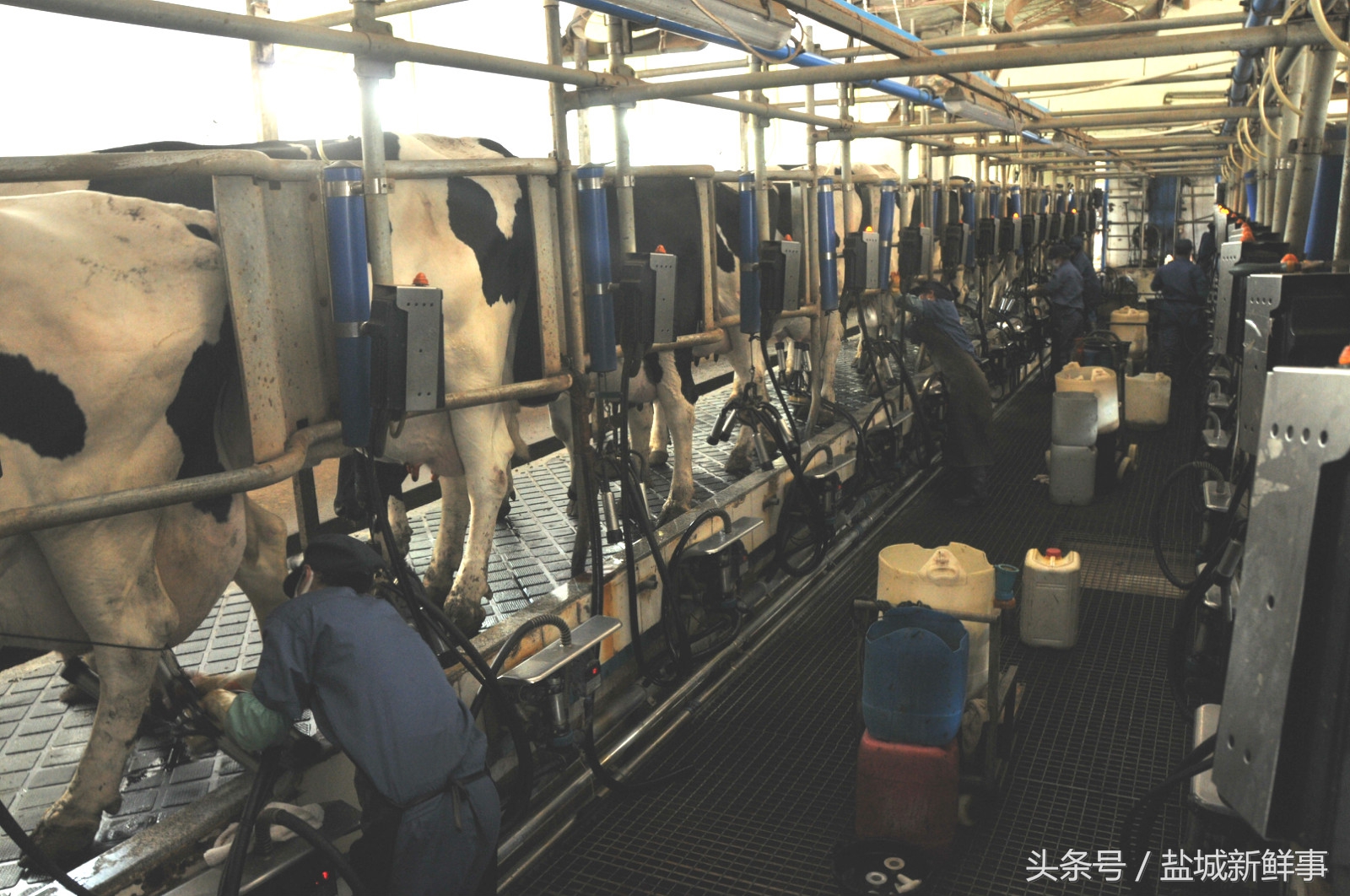 奶牛日产奶四五十公斤，挤次奶只要七八分钟，猜猜每天要挤几次？