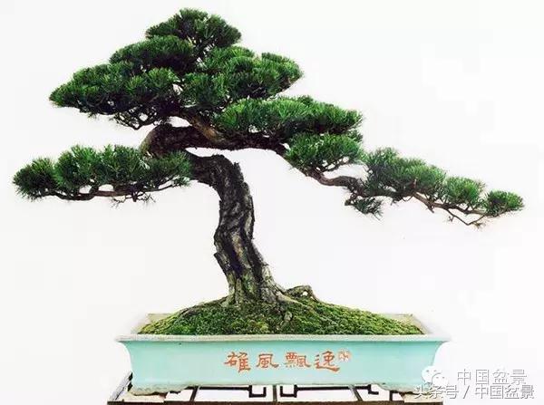 盆景收藏的前景,盆景收藏视频大全