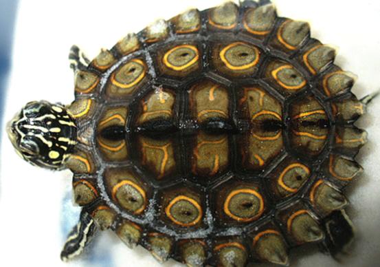 乌龟流貂蝉怎么玩,乌龟貂蝉