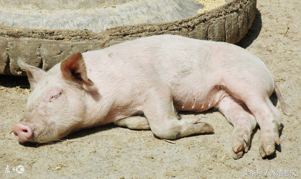 猪群里面的弱猪怎么调理,猪群有猪瘟怎么办