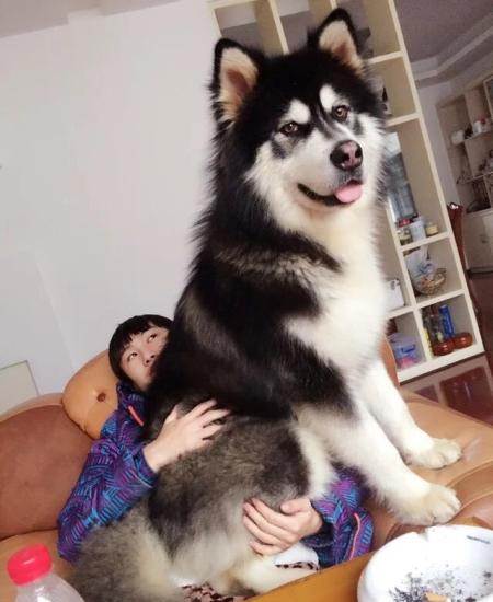 阿拉斯加犬叫什么名字比较好,世界名犬阿拉斯加