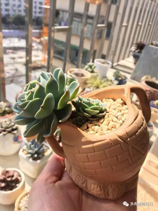 秋风送爽适用于九月吗,秋风送爽赏景天