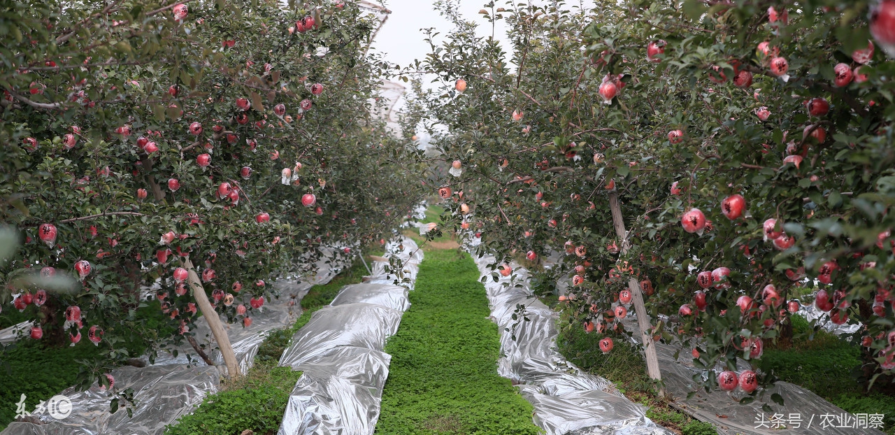 红富士苹果品质怎么样,同样是苹果差别咋这么大呢