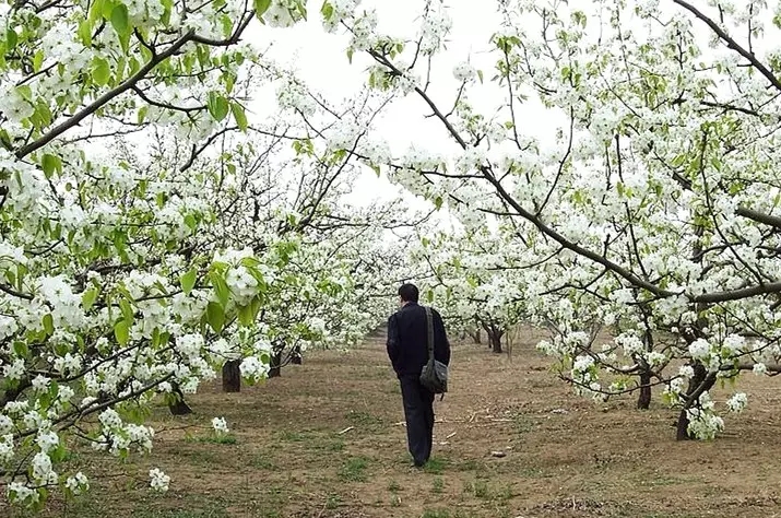 藁城为何突然发展起来了,藁城以后的发展