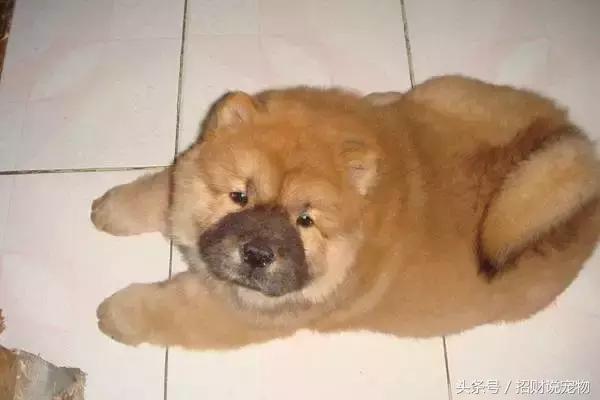 幼犬怎么预防翻肠子,幼犬后腿外翻怎么办