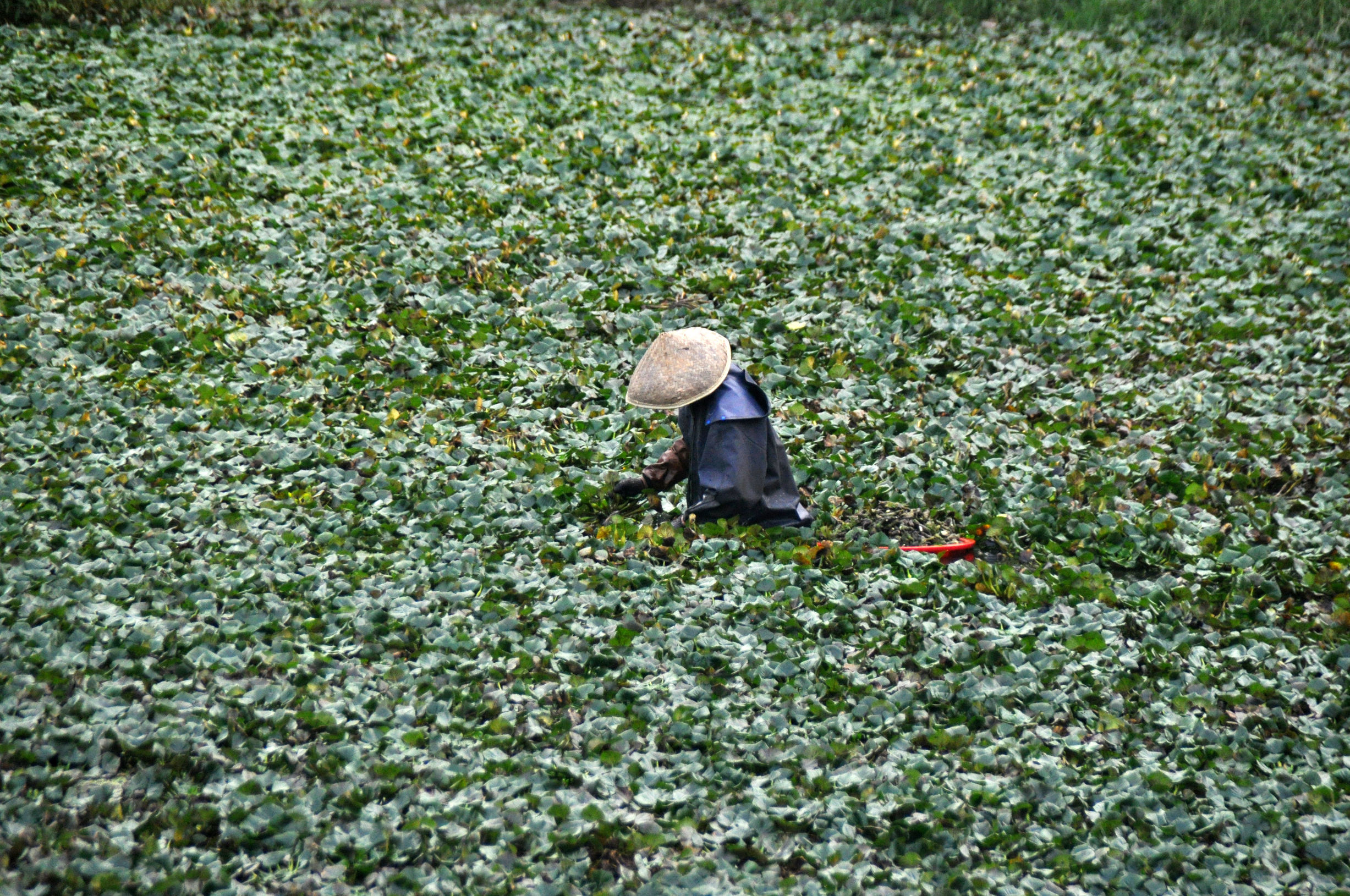 菱角采摘的过程,新鲜菱角开始采摘吃起来粉糯香甜