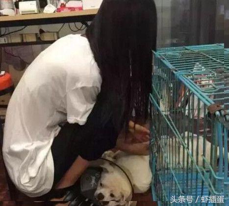 狗狗长了一个大耳朵,狗狗有四个蛋蛋是怎么回事