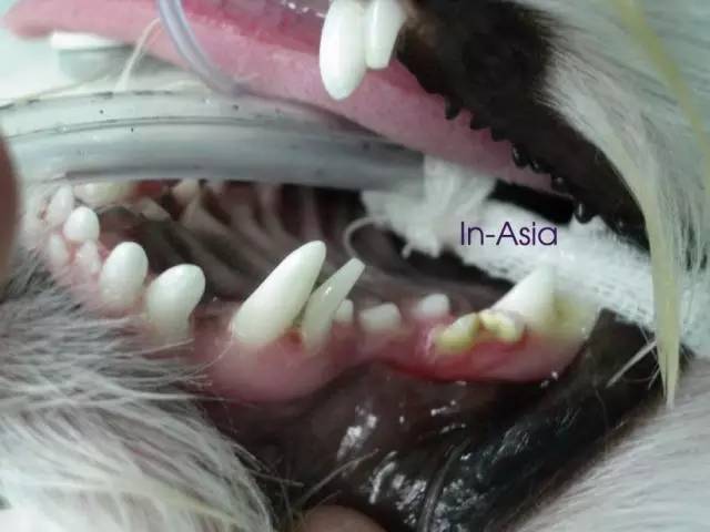 祸黑犬缘为哪般，察端倪智用乳齿