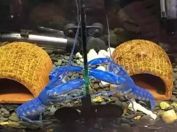 家装水景鱼缸造型全景,家居水景大号