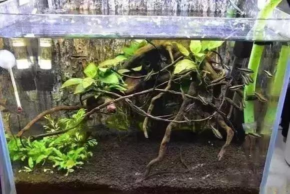 家装水景鱼缸造型全景,家居水景大号