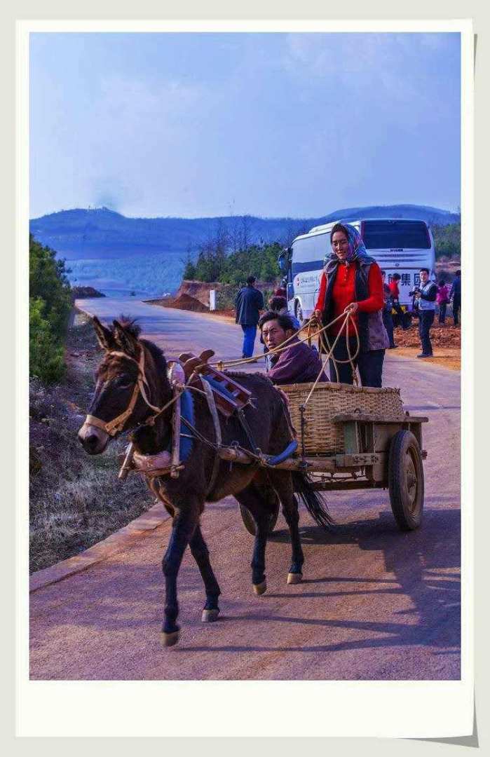 儿子说,妈妈,这样的驴也给我买一只吧