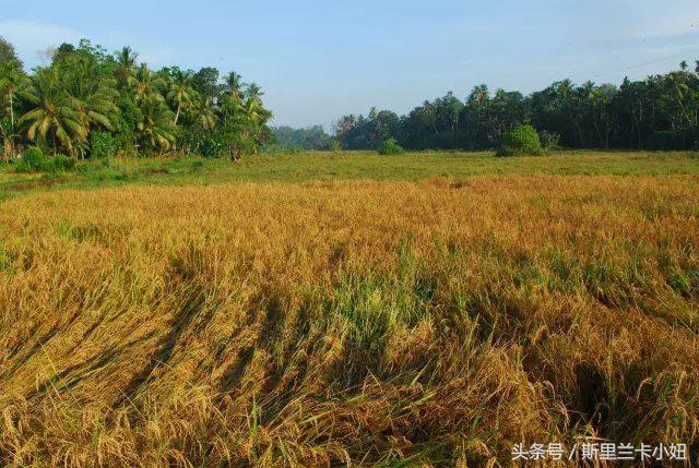 南亚岛国斯里兰卡人的“不老回春术”是什么?