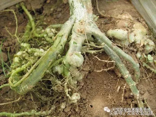 治根结线虫最好的菌剂,大姜根结线虫用什么药