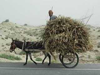 儿子说,妈妈,这样的驴也给我买一只吧