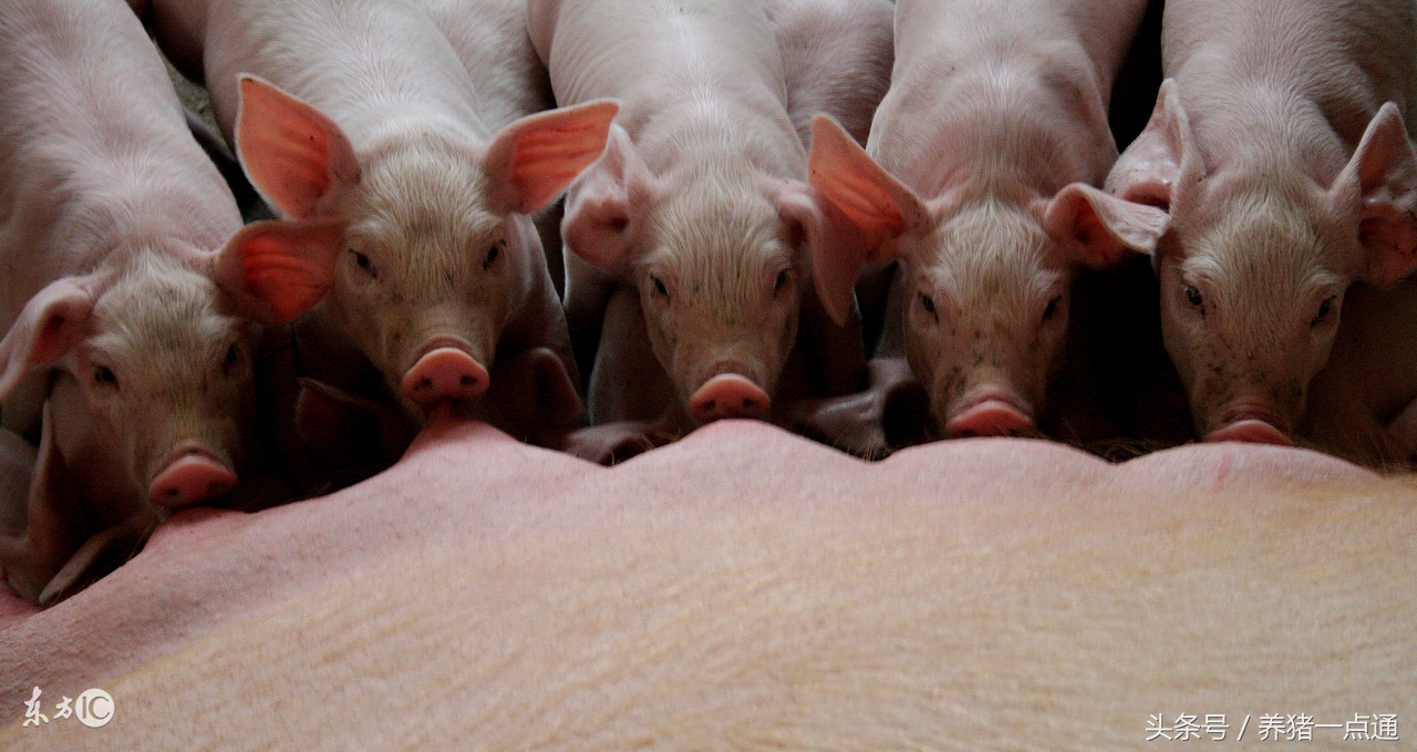 仔猪常见腹泻病解决方法,仔猪腹泻的原因及防治方法