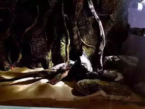 家装水景鱼缸造型全景,家居水景大号