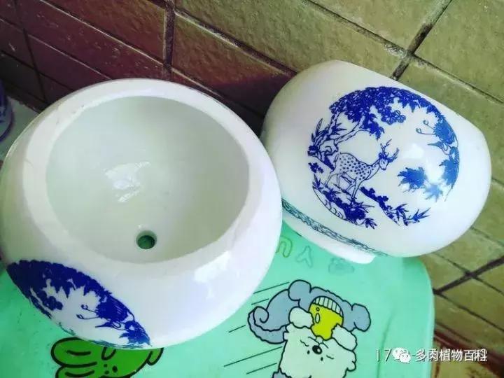 透明酒瓶种多肉怎么才好看,空酒瓶利用种多肉