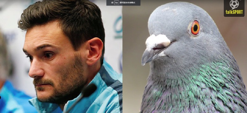 太像了！太像了！你喜欢的足球运动员像什么动物？