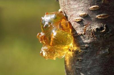 产妇可以吃桃胶吗怎么吃呢,月子可以吃桃胶吗有什么功效