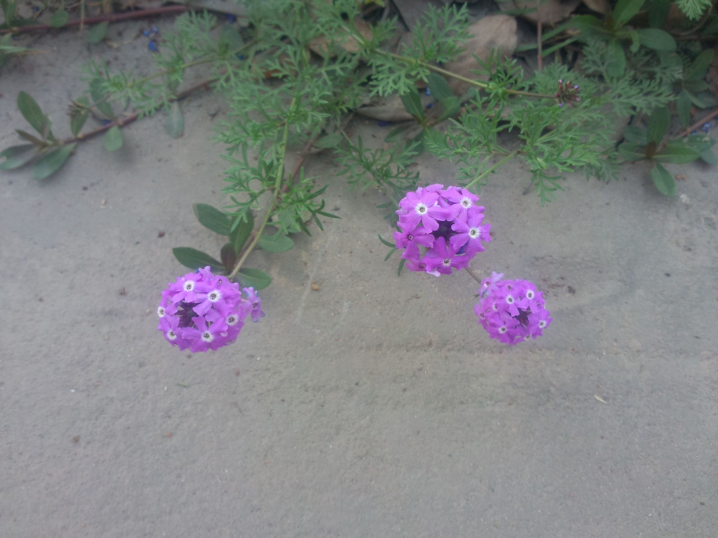 开在秋季的紫藤花,开在秋天的花卉有什么品种