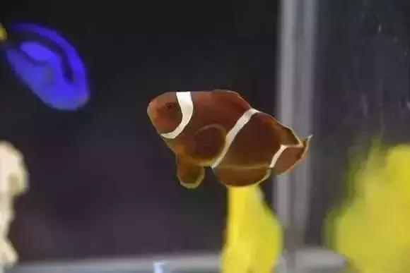 家装水景鱼缸造型全景,家居水景大号