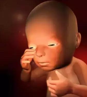 生命的由来胚胎发育全过程动画,生命发育的过程