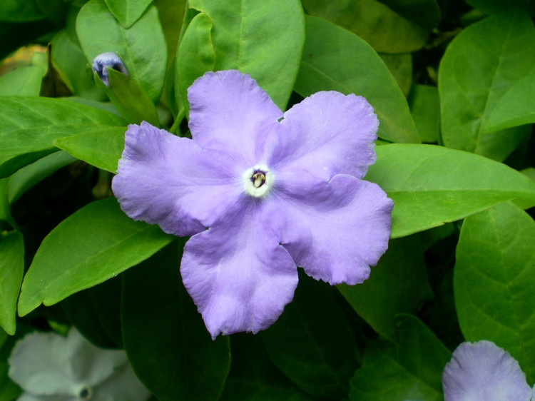 开在秋季的紫藤花,开在秋天的花卉有什么品种
