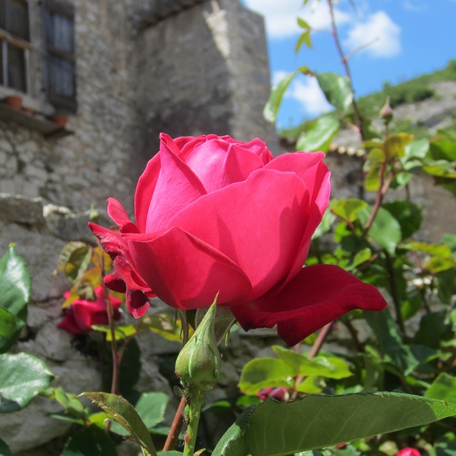 我特别爱你早安图片,我特别爱你英文