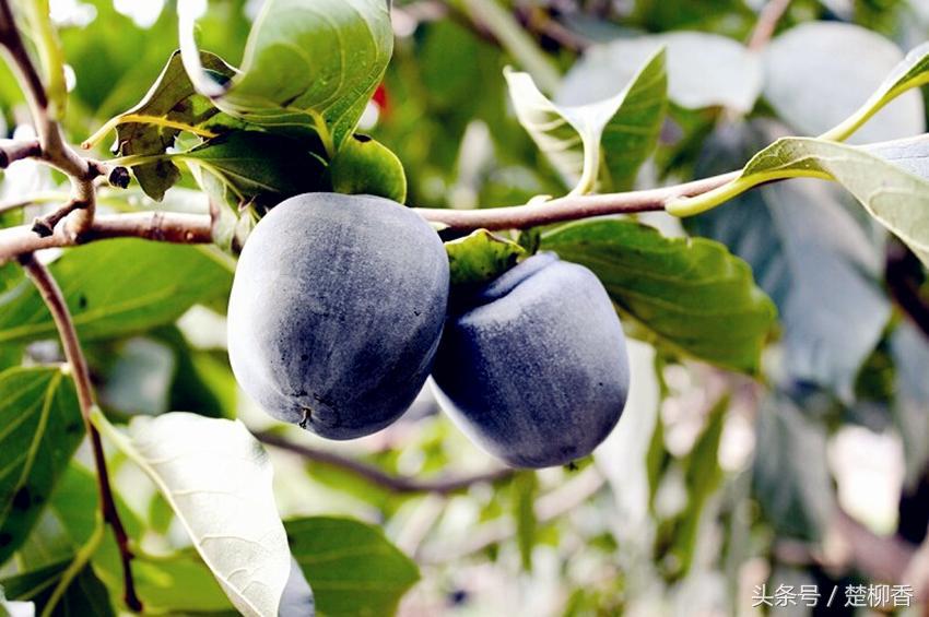 土专家致富领路人,土专家种植项目