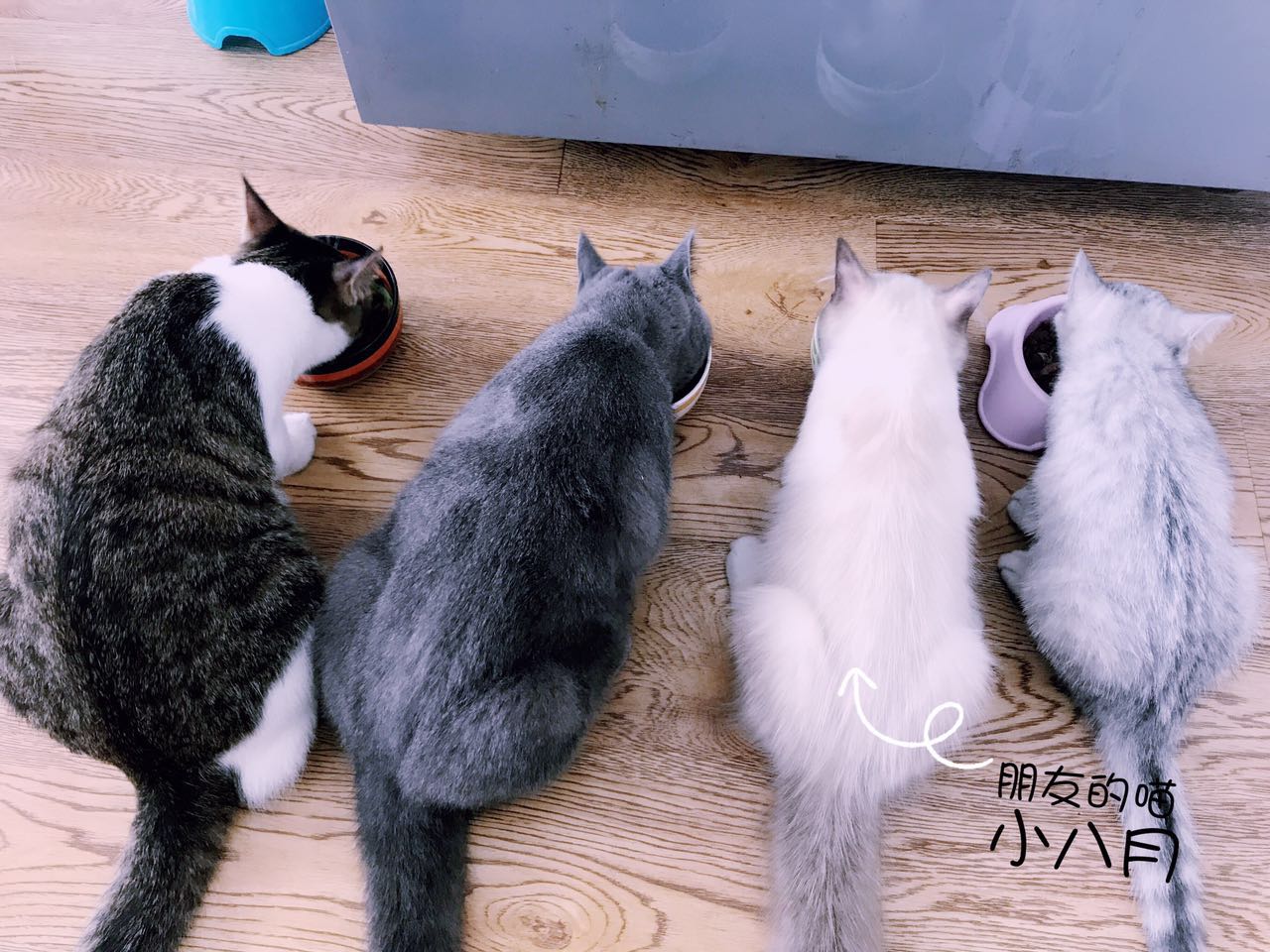 铲屎官照顾猫咪日常,铲屎官伺候猫咪