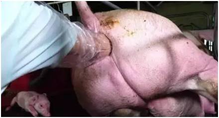 母猪产程长的危害,母猪难产它自己会难受吗