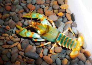 观赏虾有什么传染病,观赏虾的品种和作用