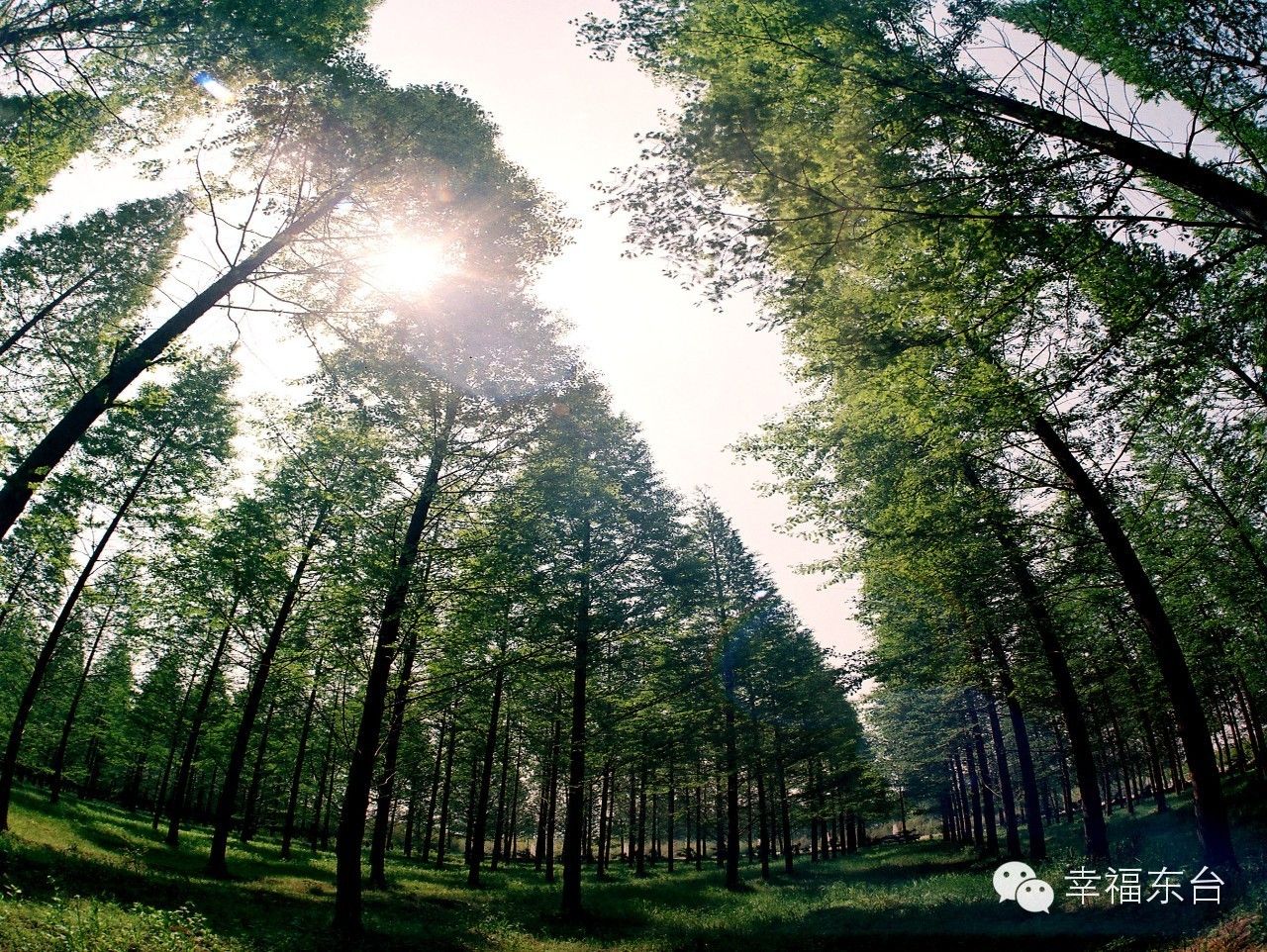 让我醉倒在泉边歌词,让我醉倒在池边歌词