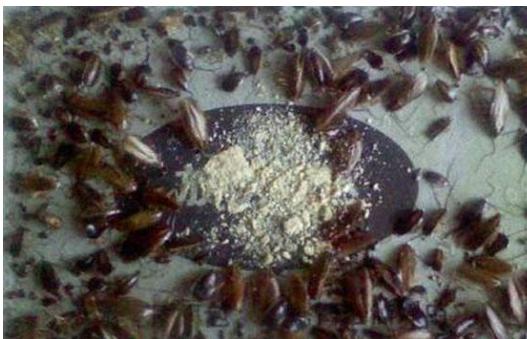 蟑螂怎么消灭最彻底蟑螂习性,家里有蟑螂怎么才能把蟑螂消灭掉