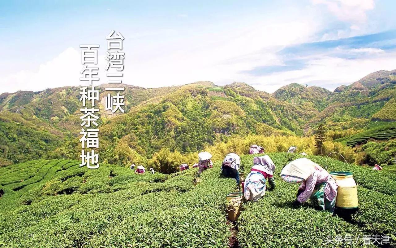 天津终于迎来台湾排队王“爷茶”！爷爷泡的网红茶！