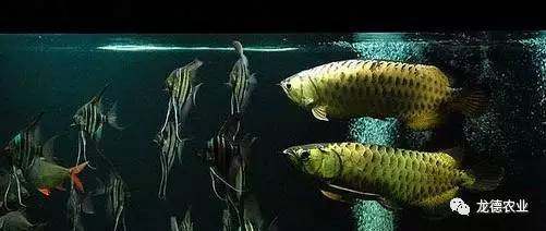 龙鱼挑食龙鱼拒食全攻略,龙鱼换季趴缸拒食怎么解决